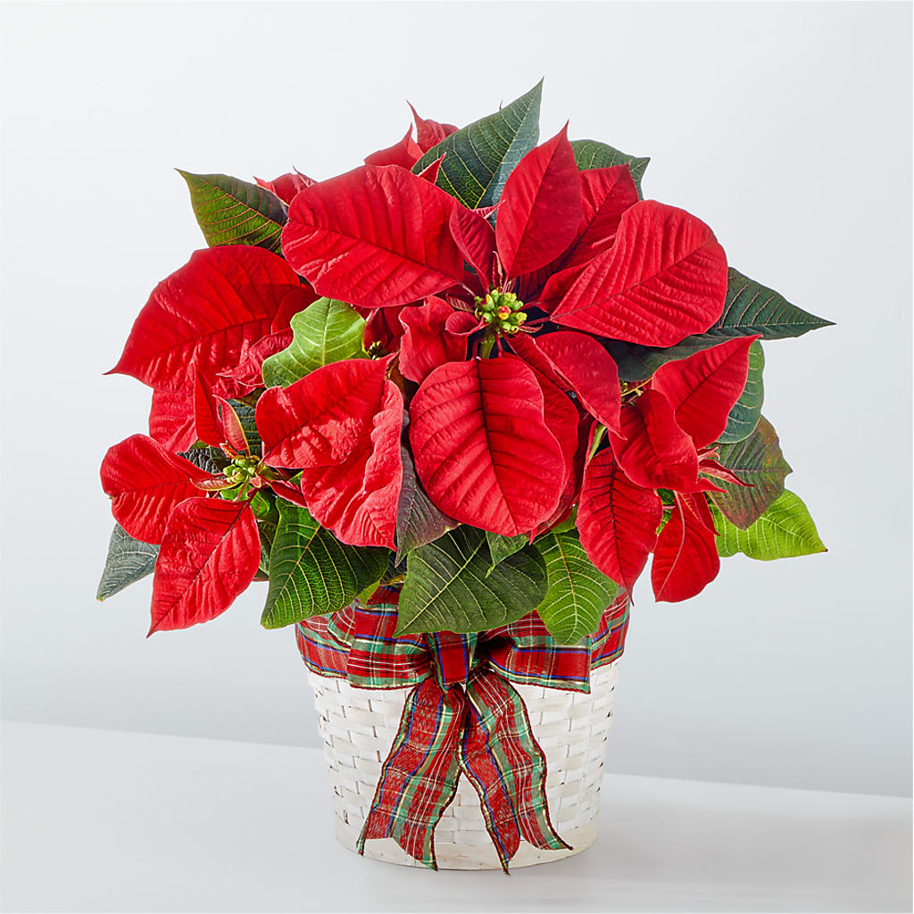 Happiest Holidays Poinsettia – CASSIDY'S FLOWERS, Newmarket ON