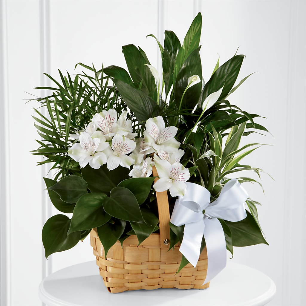 Peace & Serenity Dishgarden – CASSIDY'S FLOWERS, Newmarket ON