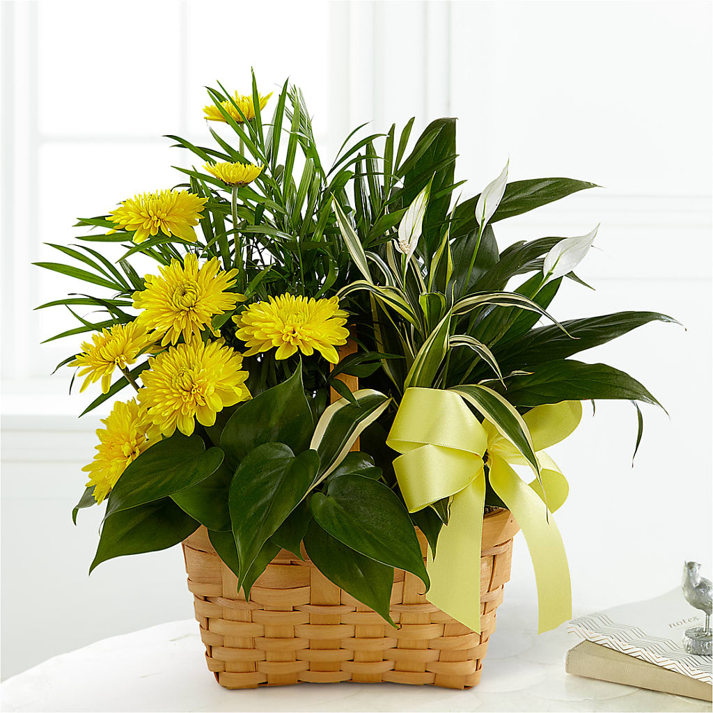 Loving Light Dishgarden – CASSIDY'S FLOWERS, Newmarket ON
