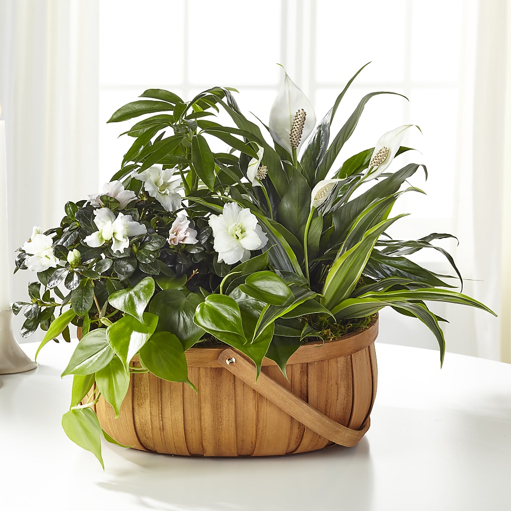 Serene Dishgarden – CASSIDY'S FLOWERS, Newmarket ON