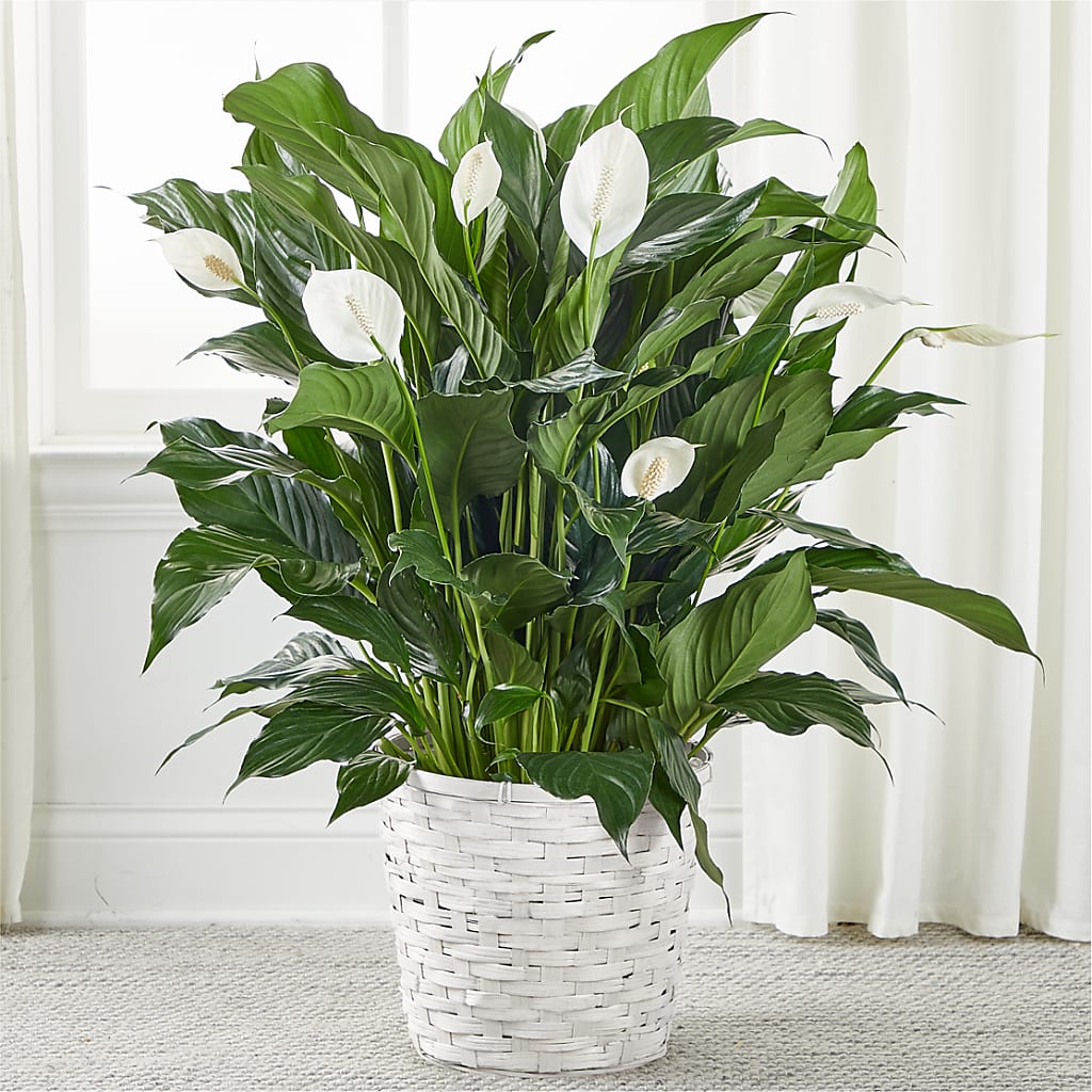 A New Leaf Peace Lily – CASSIDY'S FLOWERS, Newmarket ON