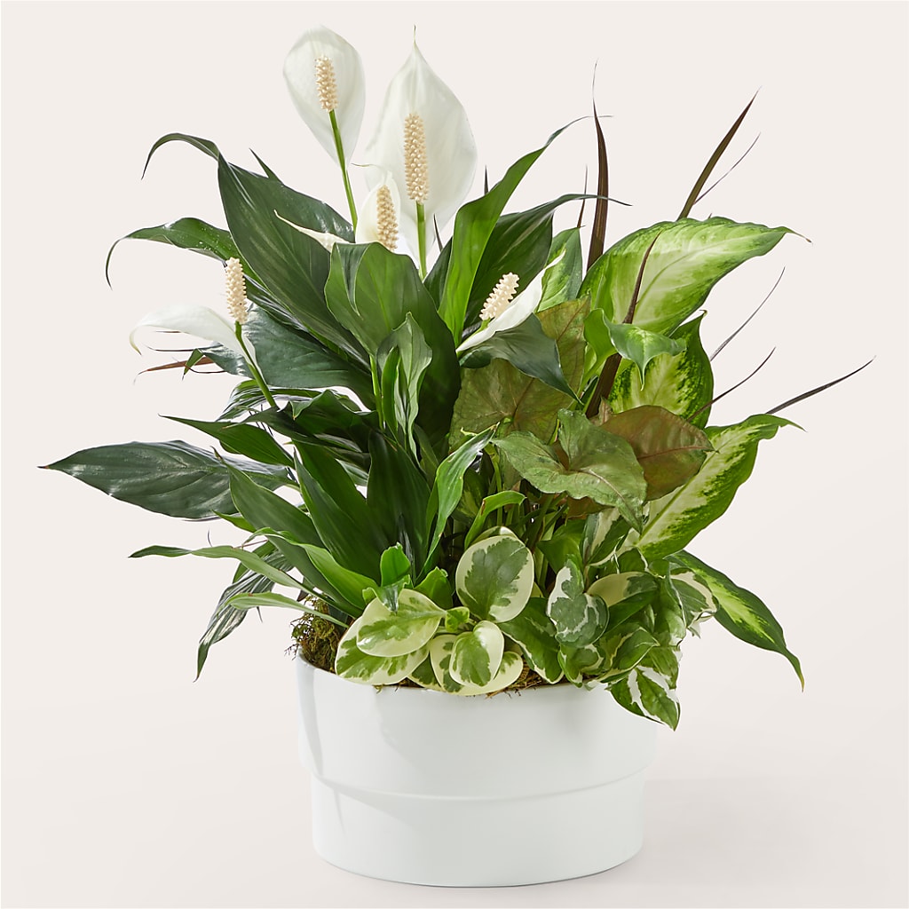 Radiating Positivity Dishgarden – CASSIDY'S FLOWERS, Newmarket ON