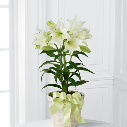 Easter Lily Plant – CASSIDY'S FLOWERS, Newmarket ON