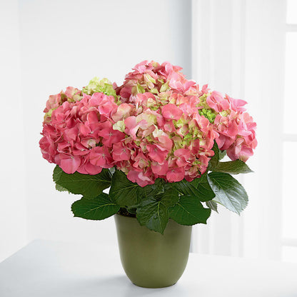 Pink Hydrangea Planter – CASSIDY'S FLOWERS, Newmarket ON