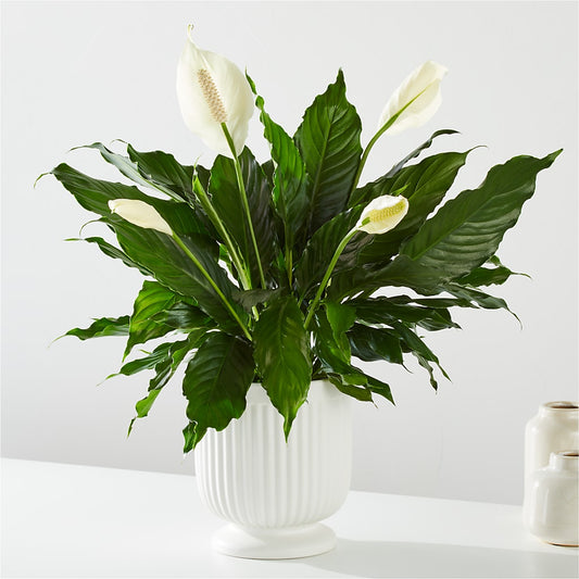 Comfort Planter – CASSIDY'S FLOWERS, Newmarket ON
