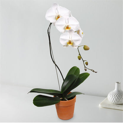 White Cascading Orchid – CASSIDY'S FLOWERS, Newmarket ON