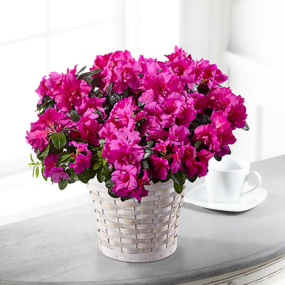 Hope & Serenity Azalea Plant – CASSIDY'S FLOWERS, Newmarket ON