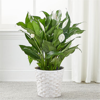 A New Leaf Peace Lily – CASSIDY'S FLOWERS, Newmarket ON