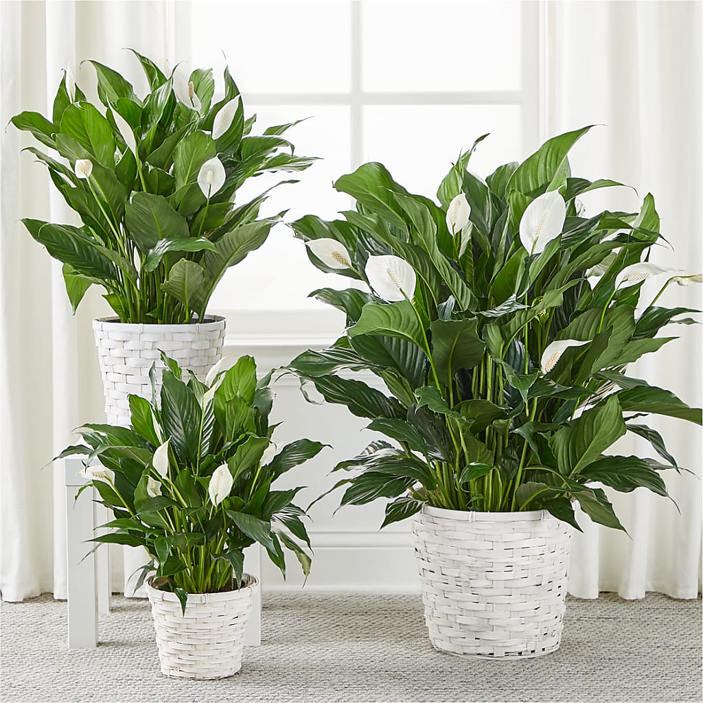 A New Leaf Peace Lily – CASSIDY'S FLOWERS, Newmarket ON