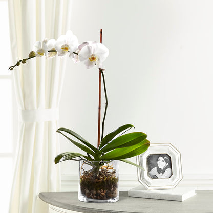 White Orchid Planter – CASSIDY'S FLOWERS, Newmarket ON